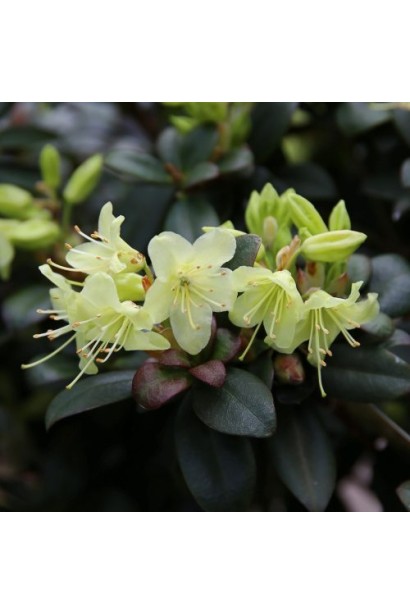 Рододендрон Принцесс Анне